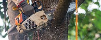 How Our Tree Care Process Works  in  University Of California Davis, CA