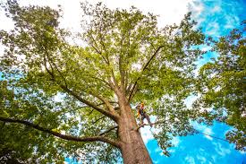 Professional Tree Care Services in University Of California Davis, CA