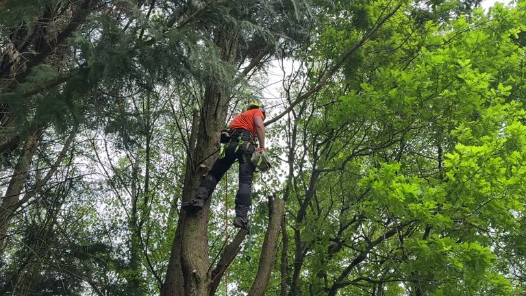 Tree and Shrub Care in University Of California Davis, CA